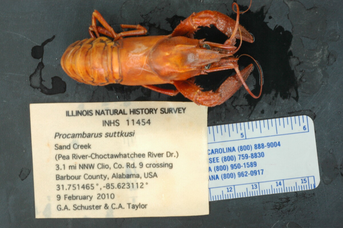 Procambarus suttkusi image